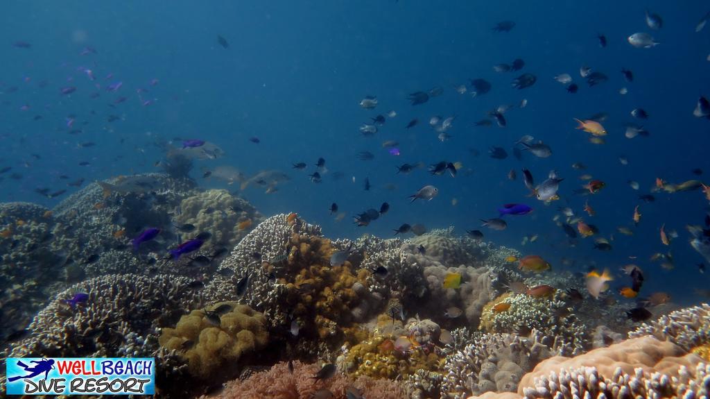 Wellbeach Dive Resort Zamboanguita  Exterior foto